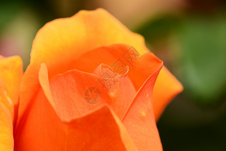 未开放的橙色玫瑰芽图片
