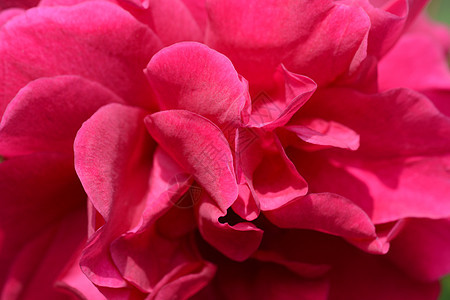 深粉红玫瑰花瓣粉色选择性宏观植物群焦点图片