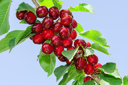 樱桃树分枝和美味甜甜的果子图片