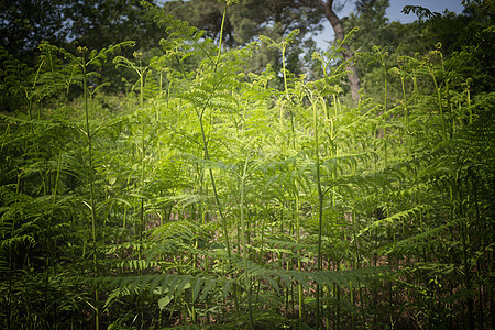 玛丽娜罗马纳附近的松木林中的ferns植物森林码头松树分支机构灌木丛提琴杂草树叶松林图片