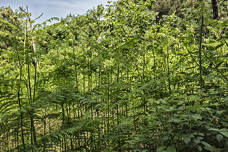 玛丽娜罗马纳附近的松木林中的ferns树蕨棕色松林松树树叶码头杂草分支机构植物蕨类图片
