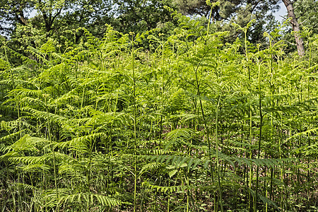 玛丽娜罗马纳附近的松木林中的ferns树叶分支机构提琴松林码头树蕨灌木丛绿色树木燕麦图片