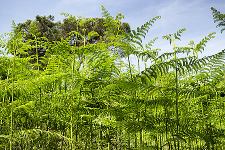 玛丽娜罗马纳附近的松木林中的ferns提琴植物灌木丛松树森林杂草树蕨分支机构棕色码头图片