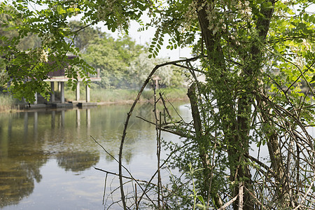 环礁湖上的渔船小屋灌木丛杂草皮层燕麦松林天空植物窝棚分支机构森林图片