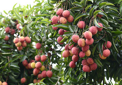 树上有新鲜的一棵新的一棵树水果果园植物异国粉色情调热带饮食树叶红色图片