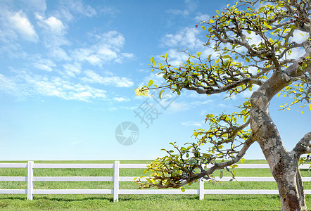 蓝天空绿草上的白栅栏农场白色院子天空场地蓝色草地公园木头绿色图片