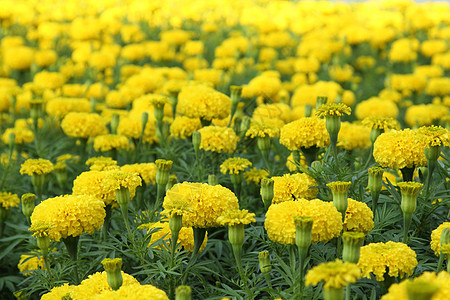 黄花季节黄色翠菊场地植物花园绿色植物学植物群图片