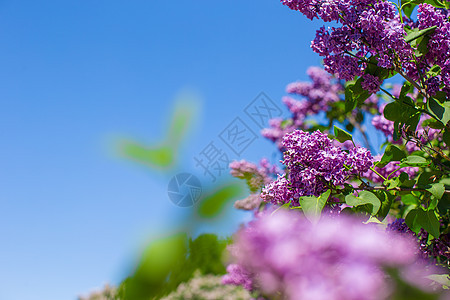 春花园的红木灌木丛植物衬套叶子天空蓝色宏观紫色薰衣草地形季节图片