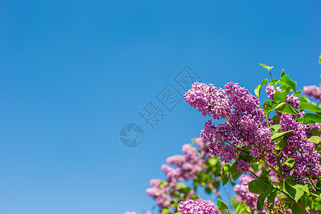 蓝色天空背景的美丽长丽花图片