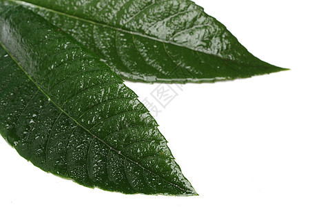 白纸上孤立的青绿新叶绿色叶子水滴草本飞沫生态树叶白色环境液体图片
