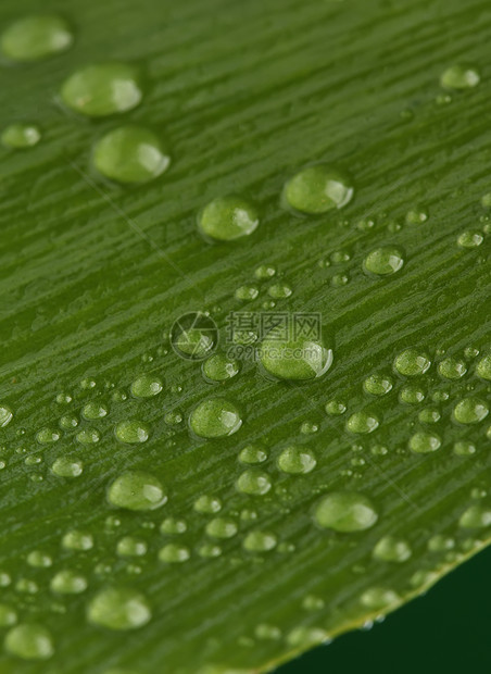 绿叶 带水滴植物雨滴叶子植物学银杏叶液体飞沫宏观生态草本图片