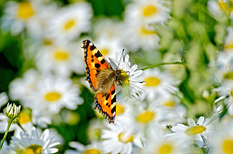 白花上的蝴蝶橙图片