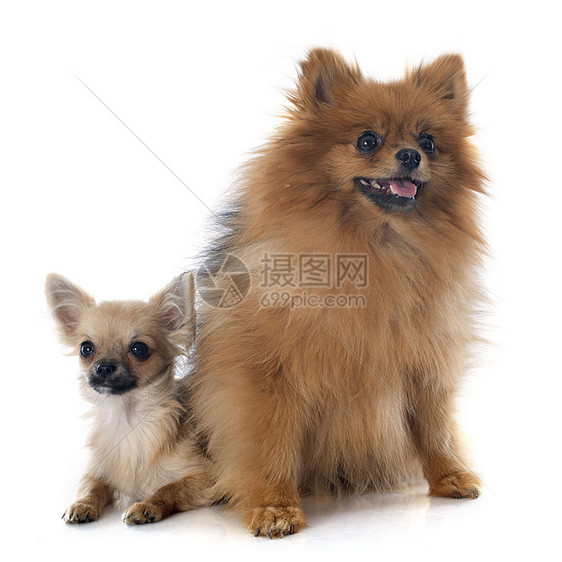 小小狗吉娃娃和吐槽白色棕色动物工作室宠物犬类图片