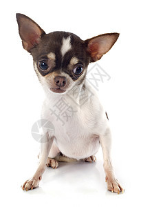 小狗吉娃娃动物犬类棕色白色工作室宠物图片