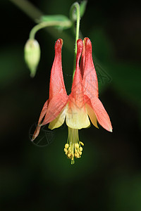 科伦本花植物学黄色宏观绿色红色花瓣植物图片