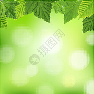 春邮框架活力艺术叶子夹子边界太阳森林阳光桤木图片