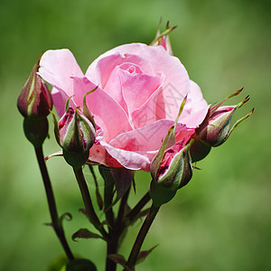 玫瑰花花花园园艺植物群叶子图片