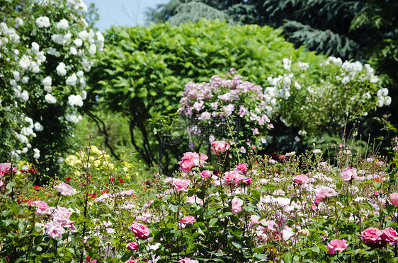 玫瑰花园花园园林植物群绿化叶子园艺玫瑰图片