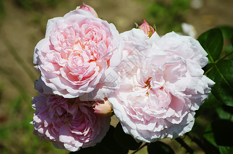 玫瑰花花植物群园艺花园叶子图片