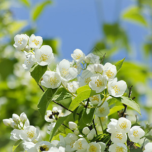 茉莉花植物群花园衬套叶子园艺植物绿色茉莉图片