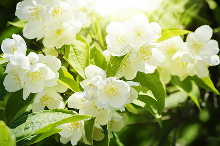 茉莉花园艺植物衬套茉莉植物群叶子绿色花园图片