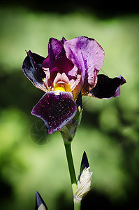 Iris 鲜花公园植物群花瓣鸢尾花植物花园绿色图片