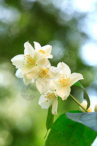 茉莉花闪耀白色环境植物压痛生长生态空气枝条宏观花头图片