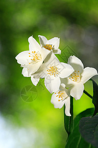 茉莉花闪耀枝条花头压痛生长植物宏观白色环境生态空气图片