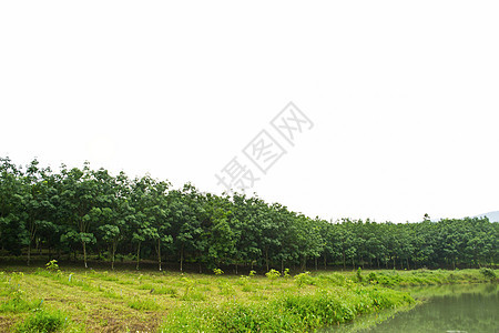 泰国橡胶树的行数丛林绿色植物乳胶农业森林生长植物群树木热带图片