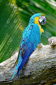 蓝色和金色Macaw异国鸟舍动物黄色金子荒野情调热带鹦鹉野生动物图片