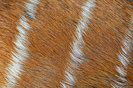 鹿皮毛皮皮革条纹外套橙子动物野生动物哺乳动物白色头发图片