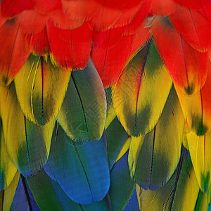 羽毛彩虹异国翅膀金子鸟类鹦鹉野生动物热带丛林红色图片