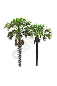 白色背景的棕榈树情调植物叶子植物群植物学生长气候热带绿色树干图片