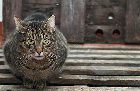 灰猫生物猫科动物鼻子猫咪荒野小猫捕食者头发动物宠物图片