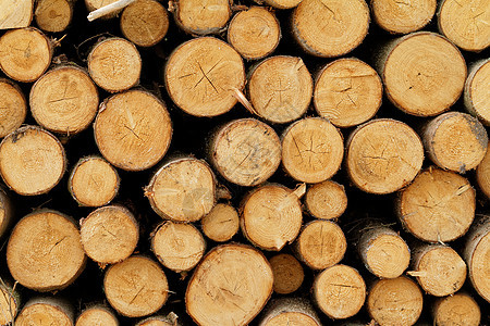 伐木木材资源林业树木环境柴堆农业森林木头材料图片