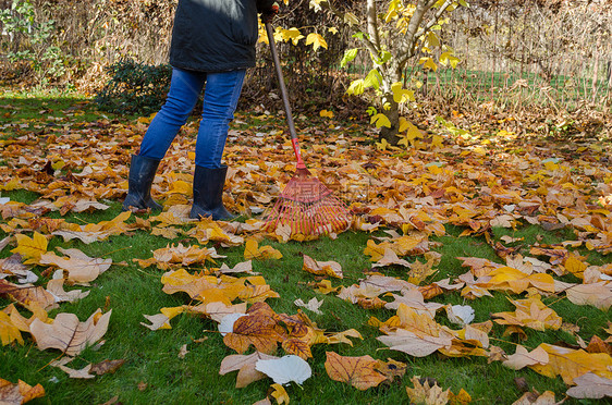 工作工人在花园里 秋天干郁金树叶图片