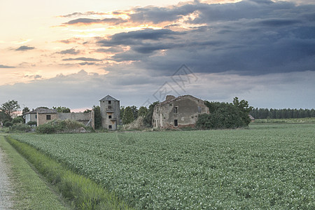 意大利农村被毁坏的农户住房天空谷仓农业老家家园植物耳朵废墟绿色小麦图片