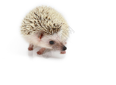 刺猪白色主题动物刺猬尖刺脊椎动物影棚豪猪野生动物哺乳动物图片