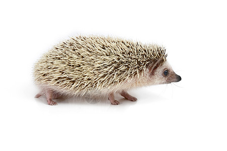 刺猪尖刺影棚刺猬动物豪猪主题生物体脊椎动物哺乳动物野生动物图片
