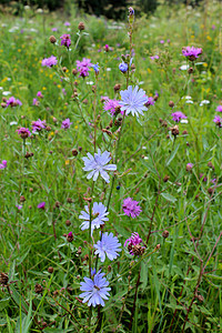蓝色花朵植物草本植物生活荒野蓝草救助药品菊科叶子杂草图片