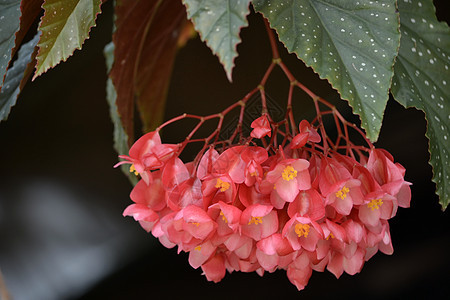 红光鲜花绿色叶子植物群树叶花粉植物图片