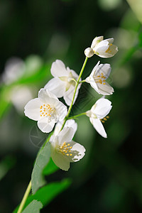 茉莉花空气生长花头宏观白色压痛植物环境生态枝条图片