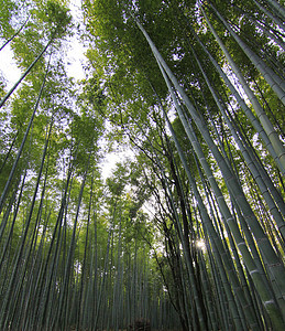 日本京都竹林小路木头叶子植被公园墙纸乡村地平线植物群植物图片