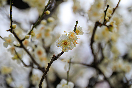 白日本杏子花樱花生长背景天空香气植物花瓣果园晴天艺术背景图片