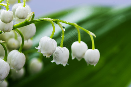 紧贴山谷的莉莉花瓣百合叶子季节生活香味植物群植物公园生长图片