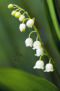 紧贴山谷的莉莉香味草地花园百合植物植物群花瓣生活公园宏观图片