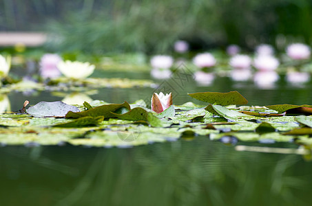 水上露莲花的图像公园环境花瓣水池娱乐墙纸荷花植物传统叶子图片