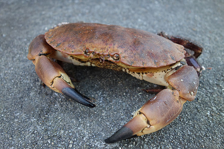 癌症病原体蟹海洋野生动物荒野黑色食物眼睛甲壳纲水泥栗色棕色图片