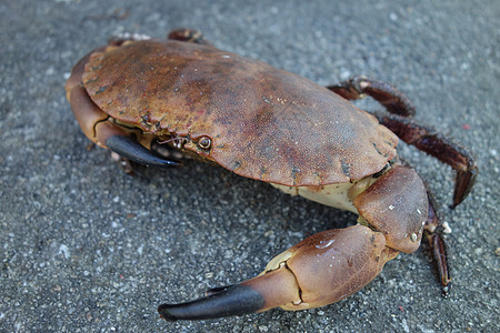 癌症病原体蟹海洋食物荒野棕色栗色红色营养海鲜眼睛黑色图片