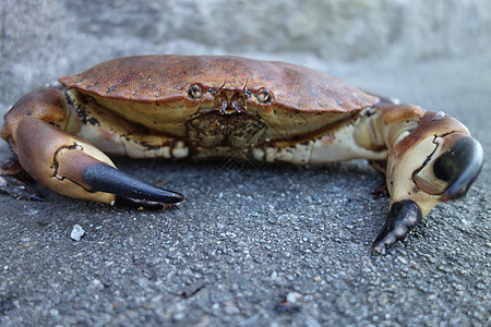 癌症病原体蟹营养棕色荒野海洋甲壳纲红色野生动物食物眼睛黑色图片